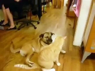 Dog Humps Cat