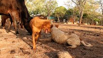 Tony healed & happy! (Street dog in India rescued almost dead.)