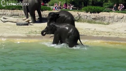 Fort Worth Zoo's Baby Elephants Go for a Swim