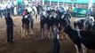Feria de la Leche Sucre 2011 - Juzgamiento de la Raza Holstein