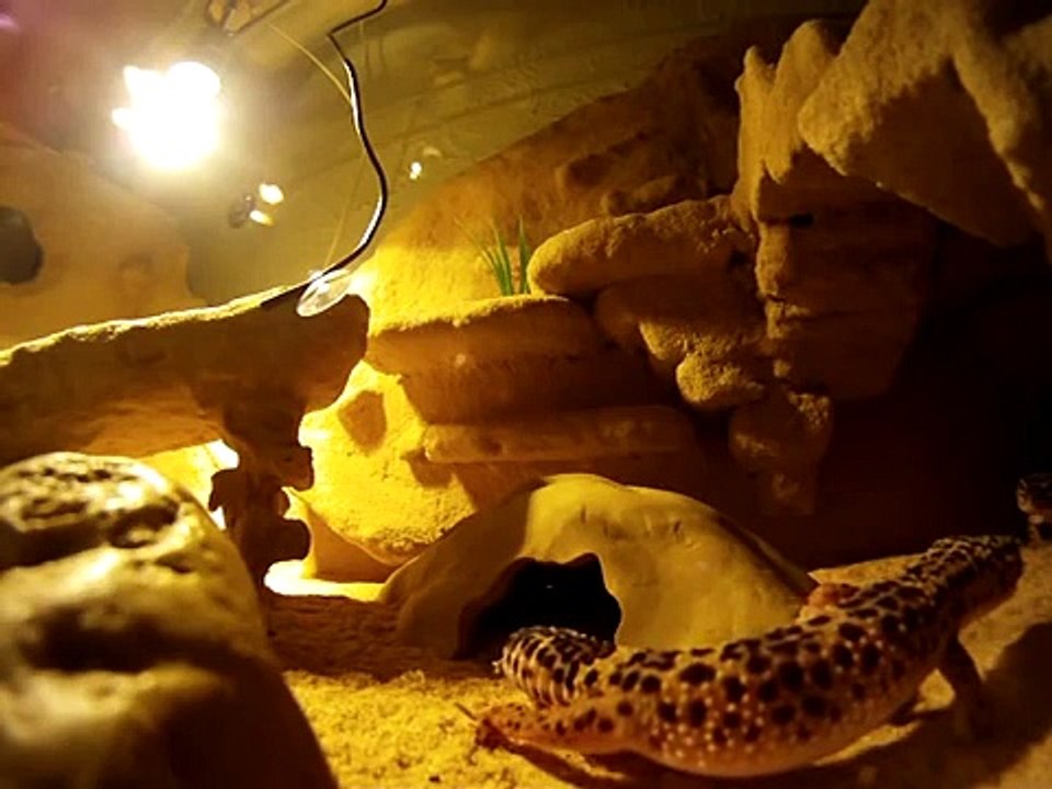 GoPro HD 960 Test @ Leopard Geckos