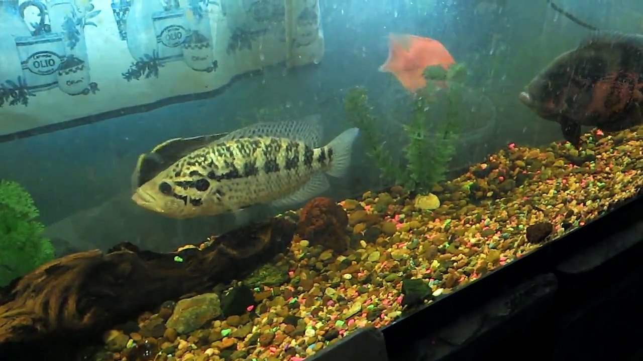 Ciclido Jaguar Vs Oscar!!!