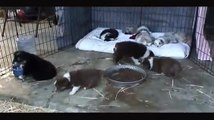 PUPPY TIME!!! Everyone, meet HELIX - (Miniature Australian Shepherd puppies)