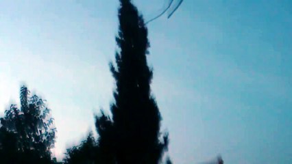 Cri d'alarme du Merle noir au soir