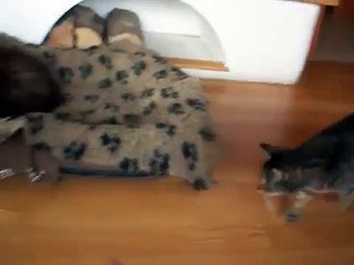 Feta - kotka do adopcji - 22.03.2015