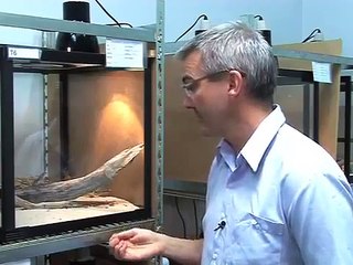 How lizards use signalling