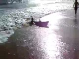 Requin à la Baule, Shark in La Baule
