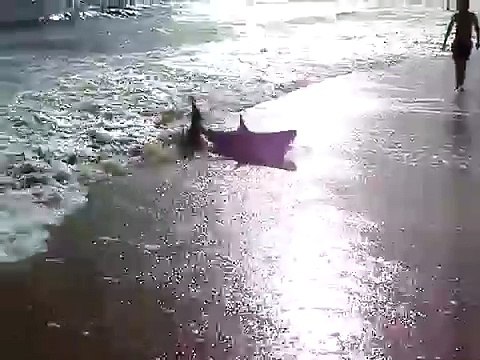 Requin à la Baule, Shark in La Baule