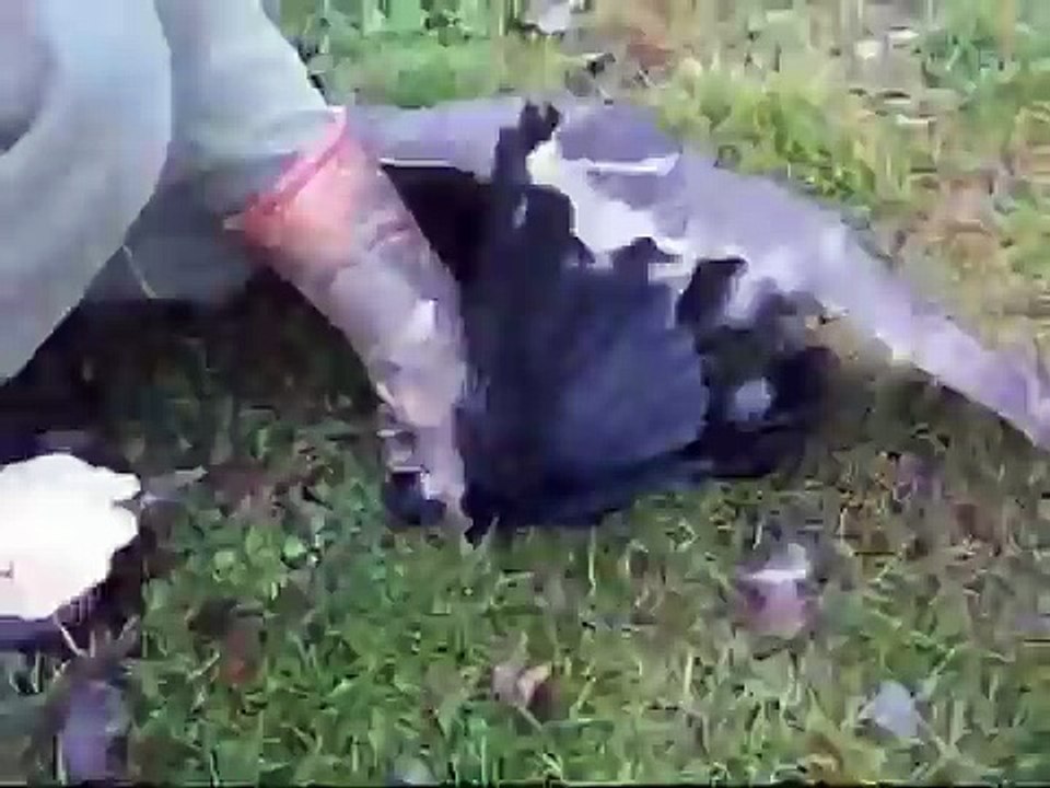 GOSHAWK HUNT CROW