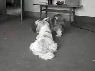 Two Shih Tzu's playing - very funny