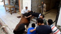 منجم السكرى يذبح عجول بمدينة مرسى علم بمناسبة عيد الاضحى 13 10 2013 ، جوزيف أمين