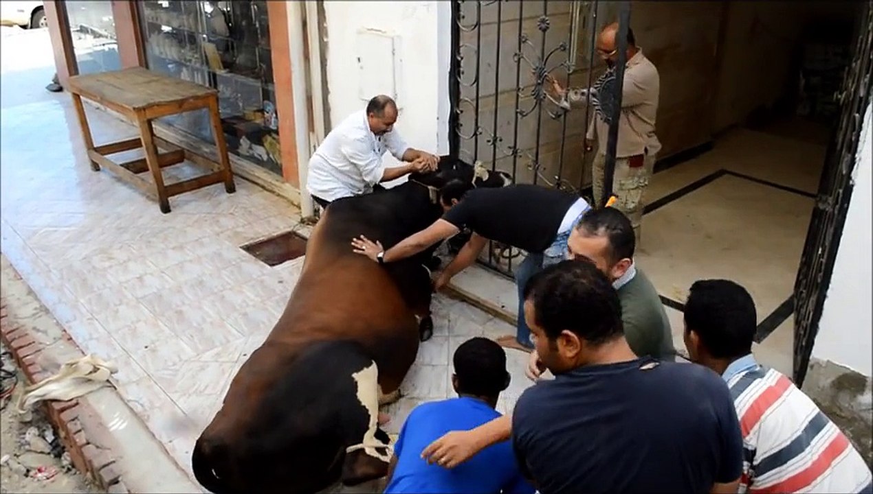 منجم السكرى يذبح عجول بمدينة مرسى علم بمناسبة عيد الاضحى 13 10 2013 ، جوزيف أمين