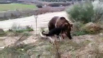 When Crazy Animals Attack Dog attacks Rabid Grizzly Bear ~ Best Funny Animals 20141