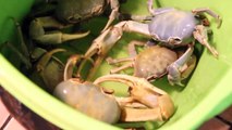 Blue Land Crabs in Jamaica - Cardisoma Guanhumi - HD Video taken with Canon T3i