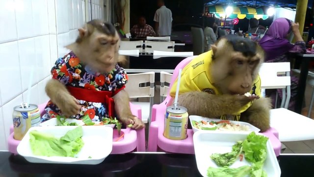 Un couple de singes au restaurant !