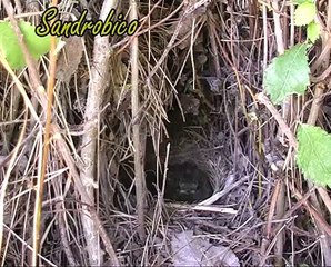 Pettirosso allo start (Erithacus rubecola)