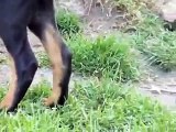 szczeniaki DOBERMAN walczące o kość - puppies fighting for bone - miot Shayenne cz.1