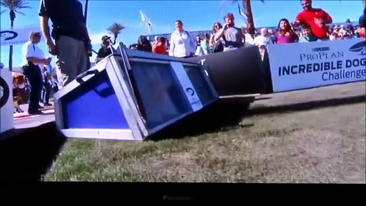 Jack Russell Terrier Does A Front Flip While Jumping Hurdles