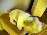 Kiwi - Cute Shih Tzu - Dog Tricks