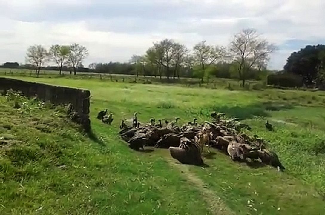 Vultures eating death animal