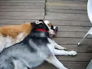 Alaskan Malamute and Saint Bernard sisters