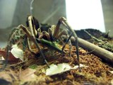 Brazilian Wandering Spider Takes Grasshopper