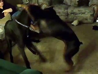 Dobermann vs. Great Dane playing
