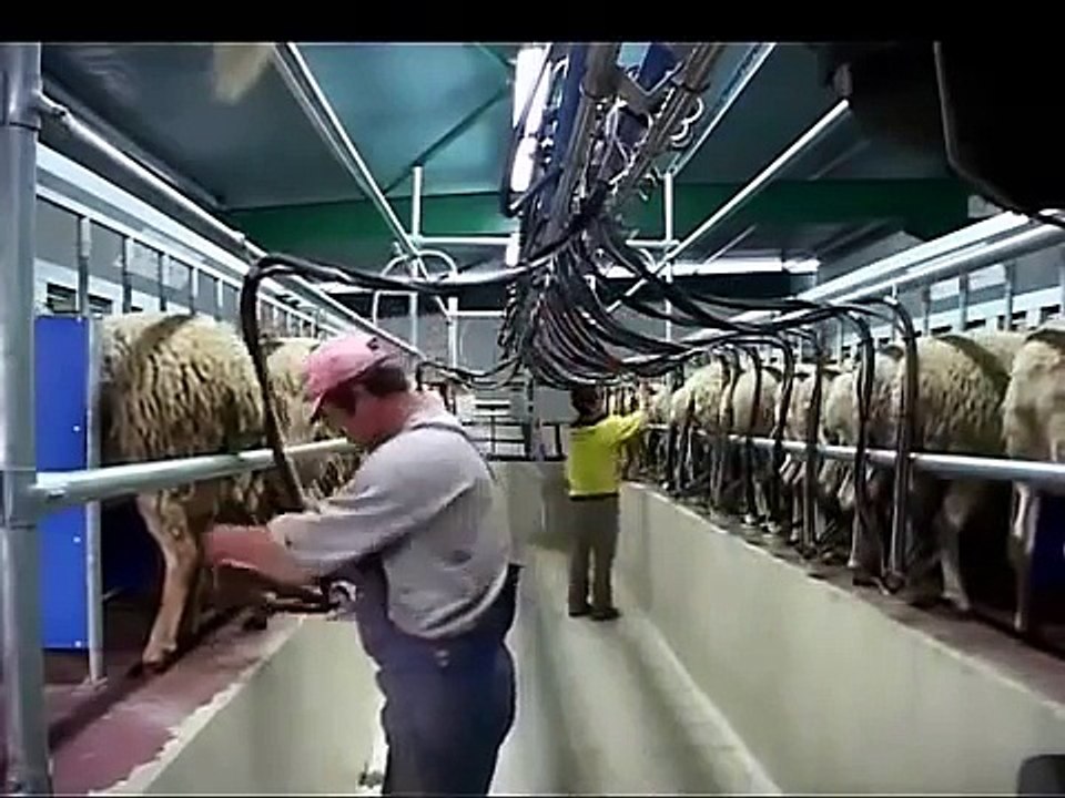 Otomatik Koyun Sağma Makinesi