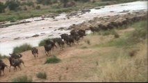 Crocodiles vs Wildebeest in the Mara river