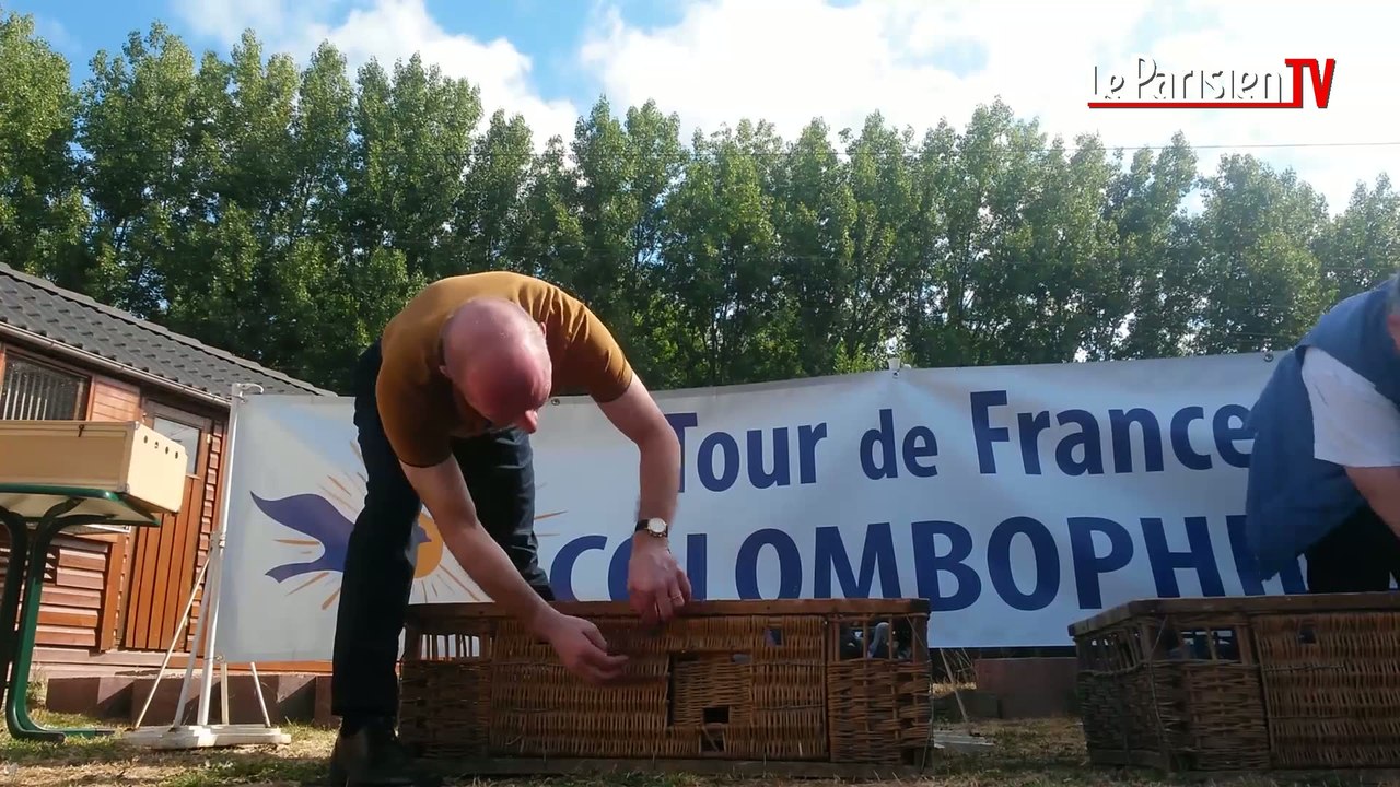 Les pigeons aussi ont leur Tour de France