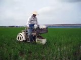 cleaning the modern rice planting