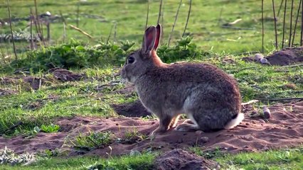 Philip Ferreting Man Bradbury Video's