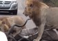 Lions Pounce on Their Prey in Traffic