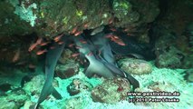 Galapagos Tauchen der Superlative!!!  Galapagos - Incredible diving!!!  (HD) Peter Löseke