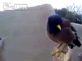 سبحان الله .. في افغانستان طائر يقلد صراخ الطفل .. وكأنه طفل حقيقي .. شي عجيب