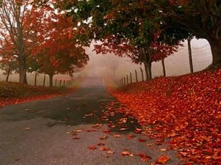 Hossein Panahi حسين پناهی