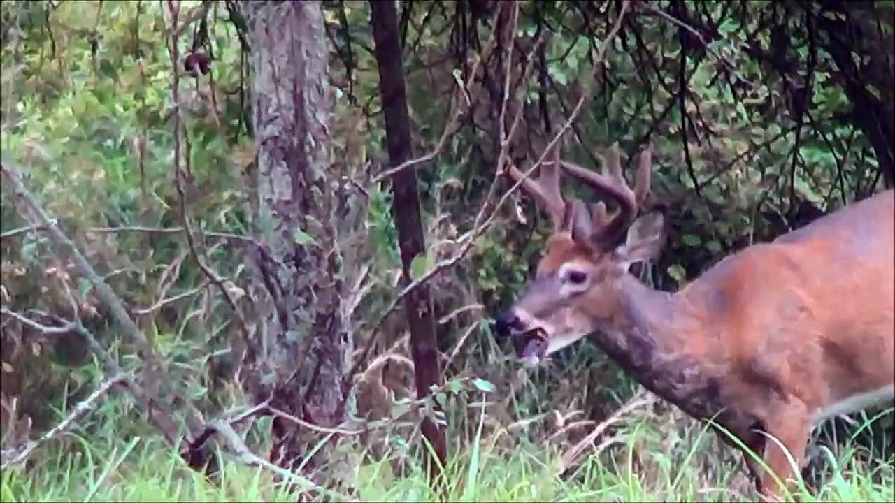 German Shepherd Bites a White-Tailed Deer