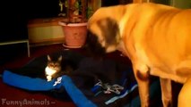 Funny Cats Stealing Dog Beds - Best Cats Videos