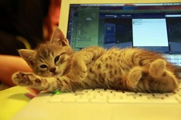 Nil Karaibrahimgil - İyi ki doğdum