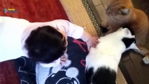 Cute Dogs and Cats Love Babies Compilation 2015   #2   Babies 2015