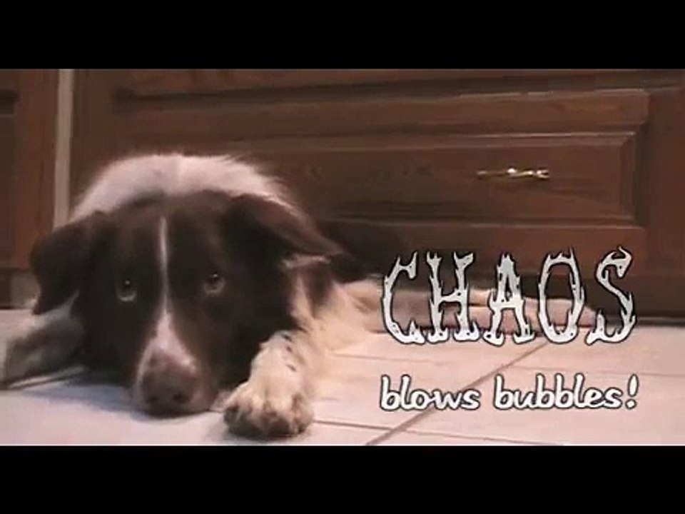 Chaos Blows Bubbles - 2009 Canis FIlm Festival Finalist