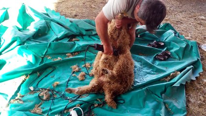 Koyunun Bayram Tıraşı 20150716