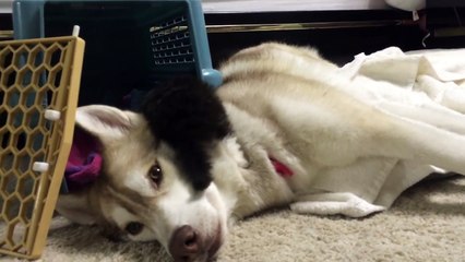Une petite chatte terrifiée à l'idée de passer une nuit dans son nouveau foyer se rassure dans les pattes du husky.