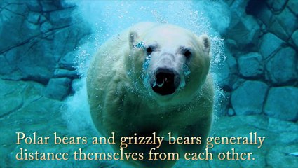 Top 5 Most Amazing Animal Hybrids