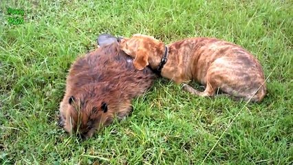 Des chiens font le deuil de leurs amis