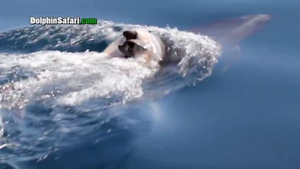 Des dauphins font le deuil de leur petit en le transportant des journées entières