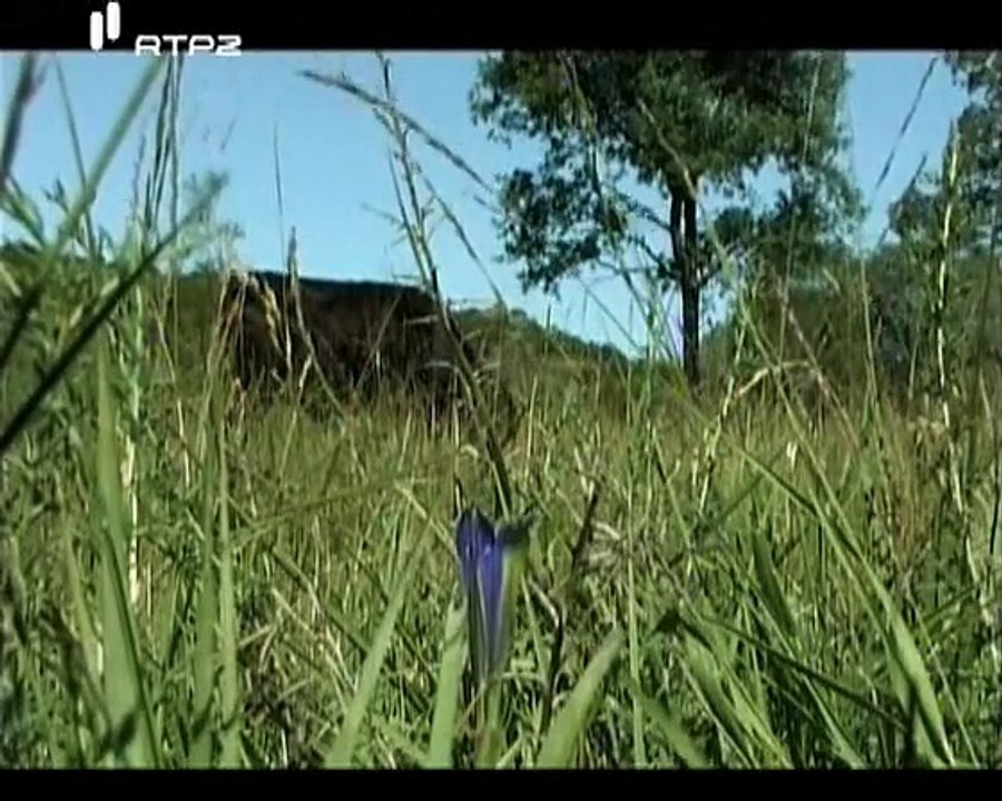 A Flor a Formiga e a Borboleta Ameaçada - RTP1