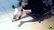 FUNNY VIDEOS  Funny Cats   Funny Cat Videos   Funny Animals   Funny Fails   Cats Chasing Shadows