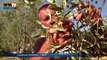 Xyllela fastidiosa: la bactérie tueuse de plantes est arrivée en Corse