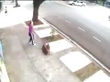 When Crazy Animals Attack Rabid Pit Bulls attack woman walking with her dogs ~ Best Funny Animals1